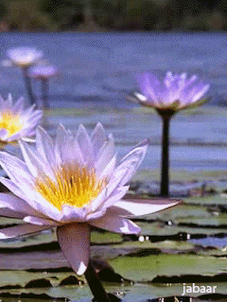 Fleurs de Lotus au fil de l'eau Tumblr_na81rj8Rnq1qdtzovo1_400