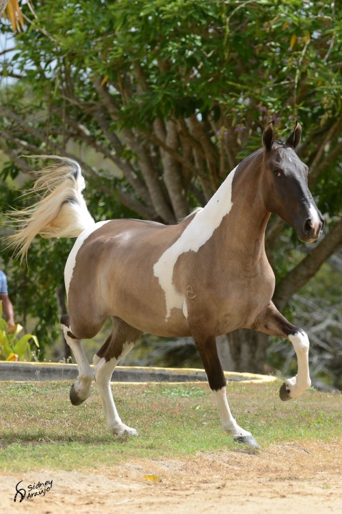 AIDE : Photos de chevaux Tumblr_mhne91No5l1rzjxmao1_500
