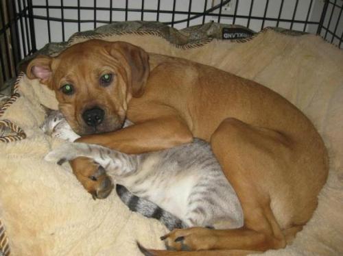 Perros Vs. Gatos Tumblr_mjfdndcn4a1s485v6o1_500