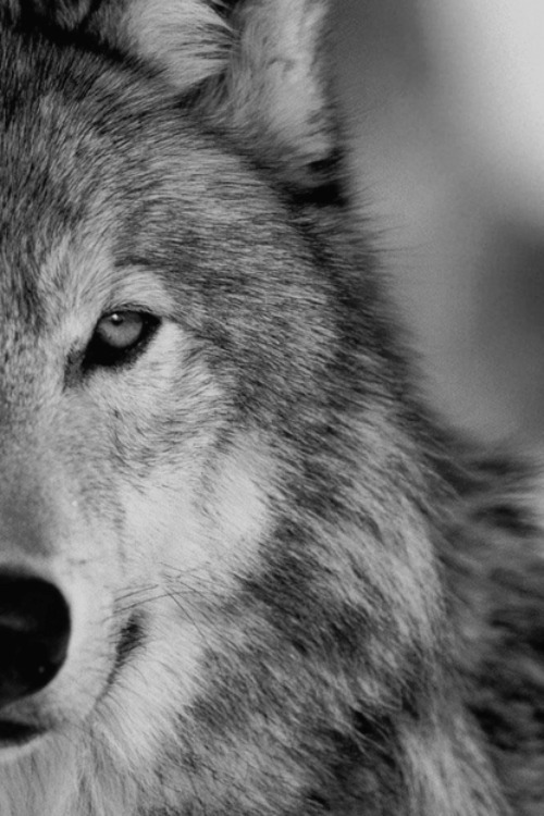 >>>> EL LOBO SOLITARIO <<<< - Página 8 Tumblr_mdpcvz3xsY1rv61glo1_500