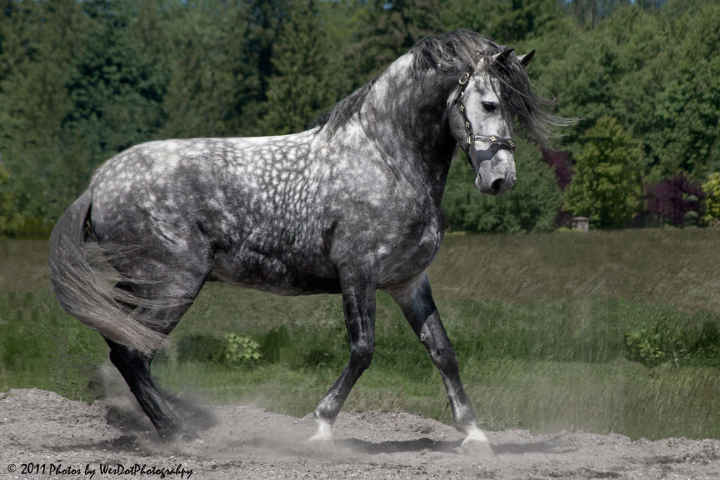 AIDE : Photos de chevaux Tumblr_lnfo5uz56T1qdhwrfo1_1280
