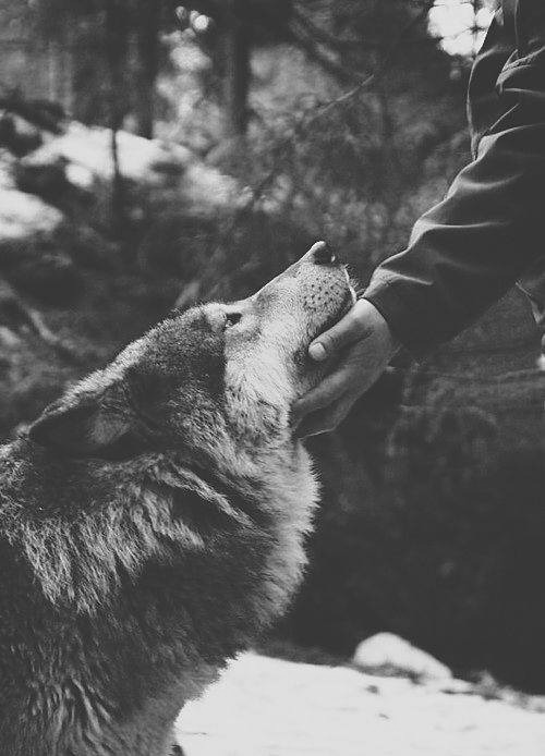 Belles images de loups Tumblr_n28ckuG2SZ1su88r3o1_500