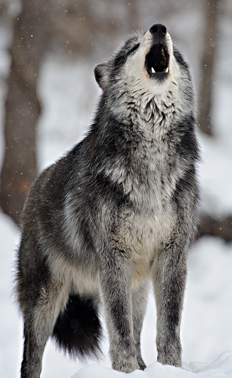 Belles images de loups Tumblr_n6ax62grVD1ri0d1io1_500