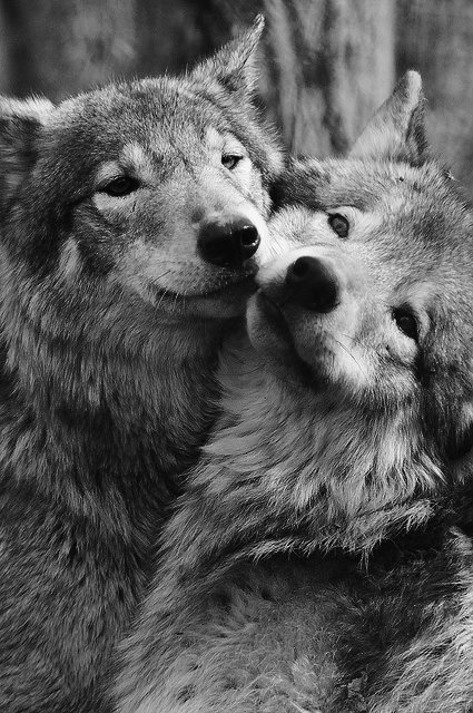 Belles images de loups Tumblr_n3q20dOQbJ1r4ueyro1_500