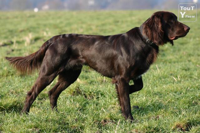 Le LANGHAAR ou chien d'arrêt allemand à poil long Photo3-chiots-deutsch-langhaar-hautes-origines-beaute-et-travail-3-2x0x0x3w881963