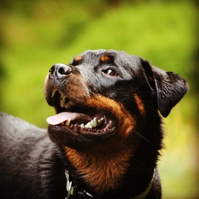 rottweilers Tumblr_mx5ggb6mFA1qhs47yo1_1280