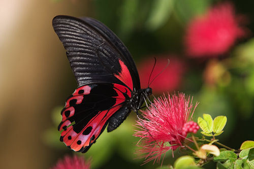 *** LAS MARIPOSAS DEL RINCON DE ENERI *** - Página 19 Tumblr_m74i5vMjjb1rb6a49o1_500