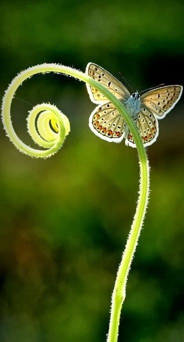 *** LAS MARIPOSAS DEL RINCON DE ENERI *** - Página 17 Tumblr_mydg0pEBfp1s0zqico1_500