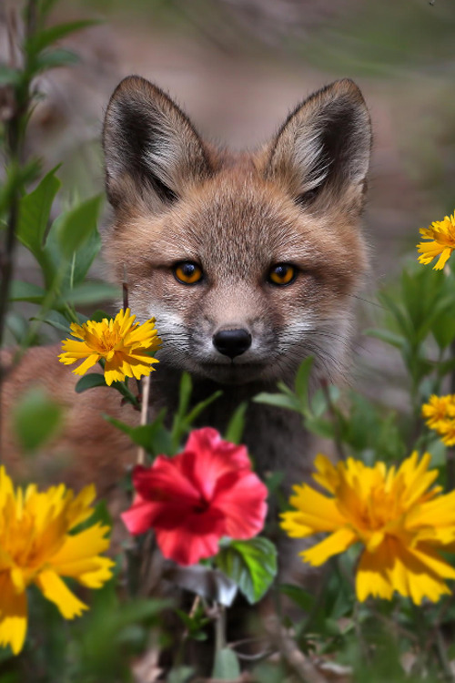 CACHORROS Y ANIMALES - Página 6 Tumblr_n7qw3wr6Uz1rub0hvo1_500