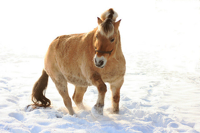 AIDE : Photos de chevaux Tumblr_lhi43bimqN1qdhwrfo1_1280