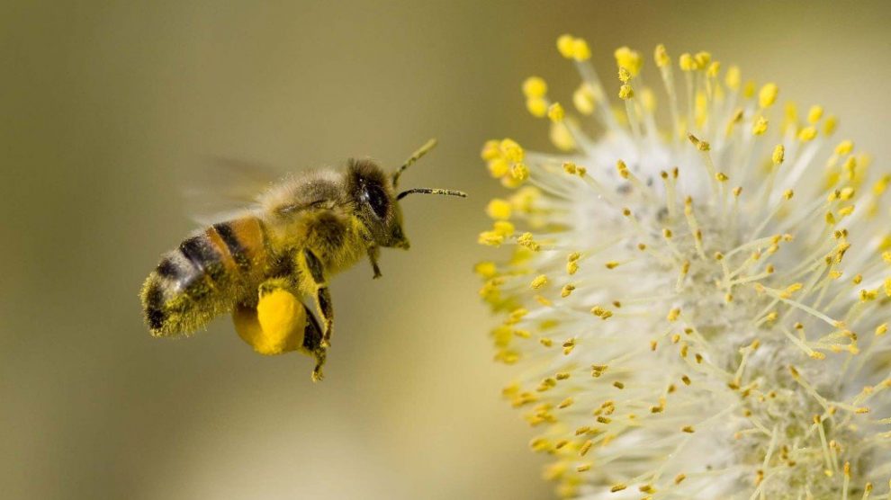 Bees Declared Endangered in the U.S. Bee-990x556