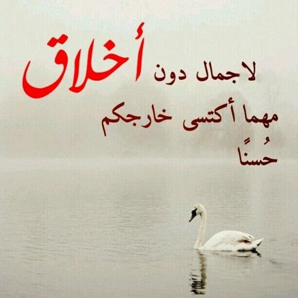 ..~التآئهة~.. - صفحة 2 8af08160677c15431622db935b24e02c