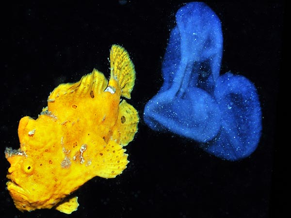 غواص فى أعماق البحار New-species-reef-fish-east-indies-frogfish-spawning_55793_600x450