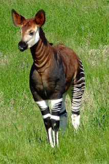 بالصور.. الحيوان الذي حير العالم! Okapia_johnstoni_-Marwell_W