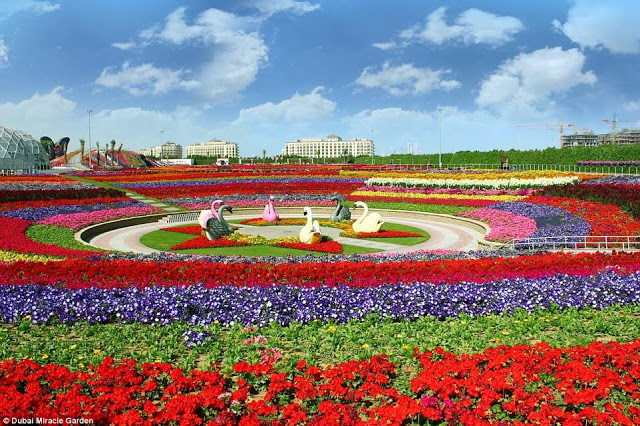  DUBAI MIRACLE GARDEN  1