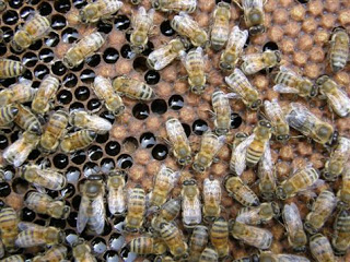 فوائد عسل النحل Bees