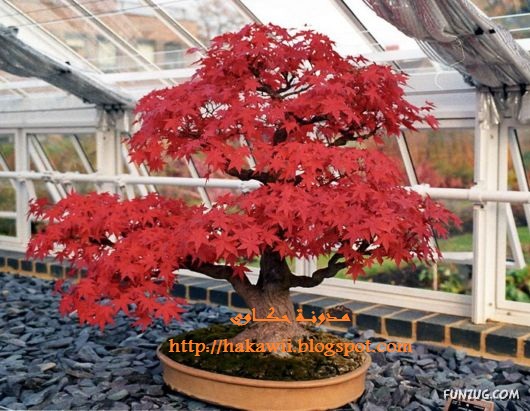           Japanese_bonsai_trees_28