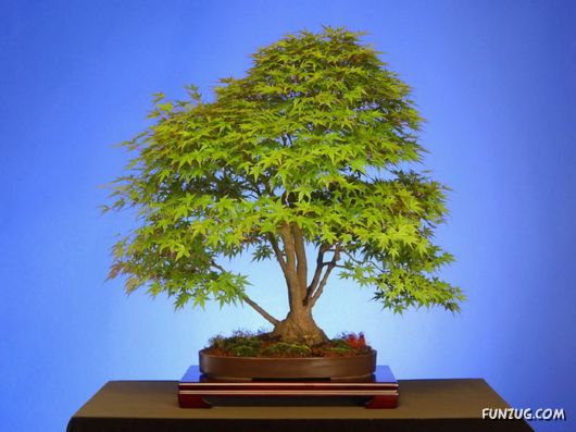           Japanese_bonsai_trees_21