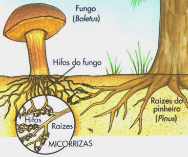 Micorrização de áreas florestais  Micorrizas