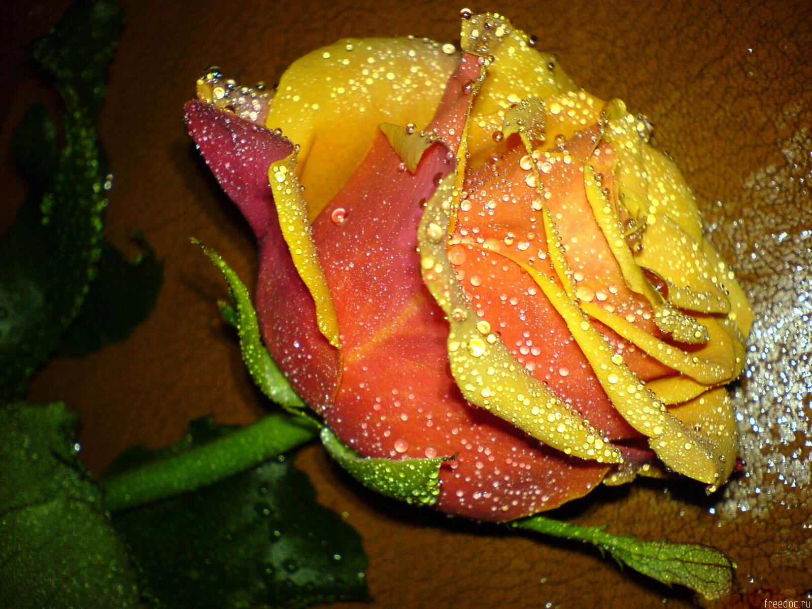 سجل حضورك بأجمل وردة - صفحة 17 Yellow_beautiful_roses-normal