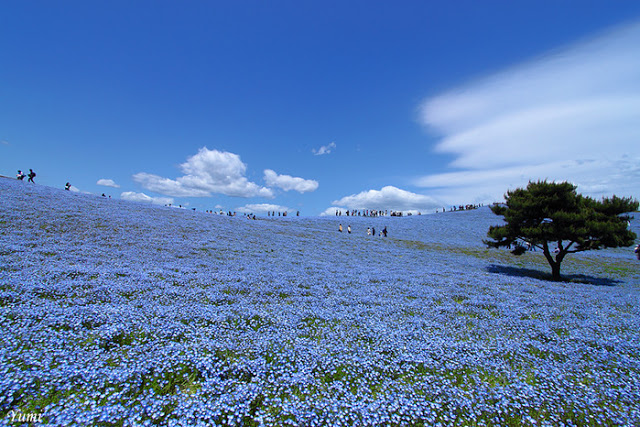 عآأألم ازرق جميل ~ Hitachi_Kaihin_Park_Japan_nemophila.jpg.scaled1000