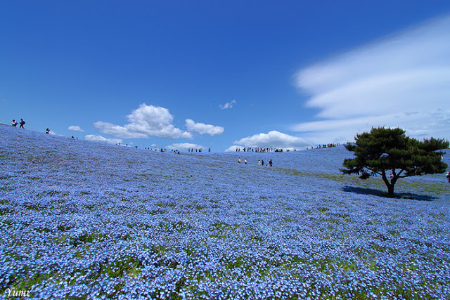 عآأألم ازرق~|THE PRINCESSES  Hitachi_Kaihin_Park_Japan_nemophila.jpg.scaled1000