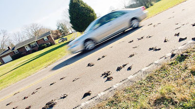 Tennessee: ancora uccelli che cadono dal cielo!  Tennesseebirddieoff01