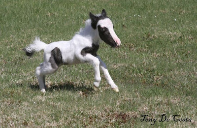 اصغر حصان في العالم  طوله 14 بوصة ويزن 6 أرطال Worlds_smallest_horse_05