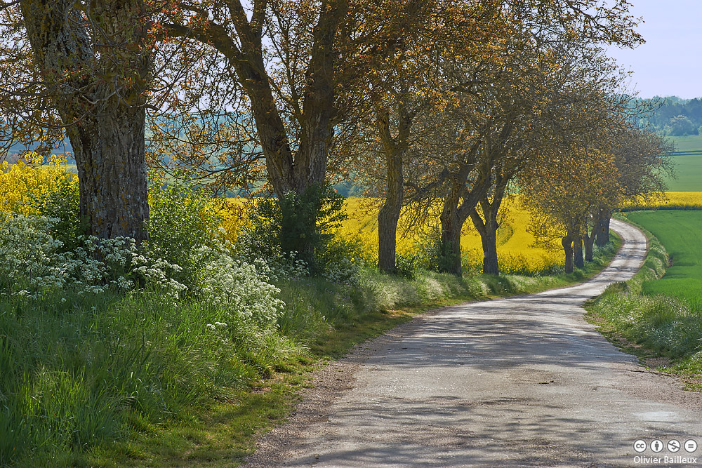 concours photo du mois de mars 2015 DSC00630