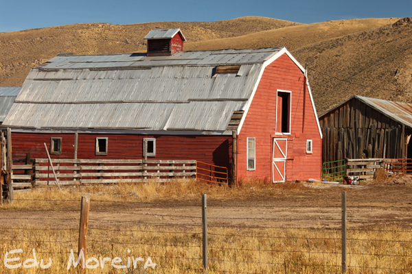 Hellen B. Earp - Parente galliard fúria negra Wyoming%2B9429