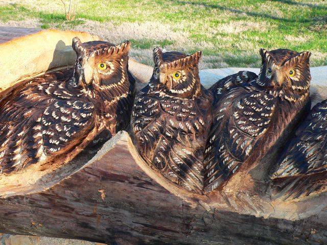 Animals Carved In Tree Trunk فنان نيوزلندي يبدع في النحت على  جذوع الأشجار Image013