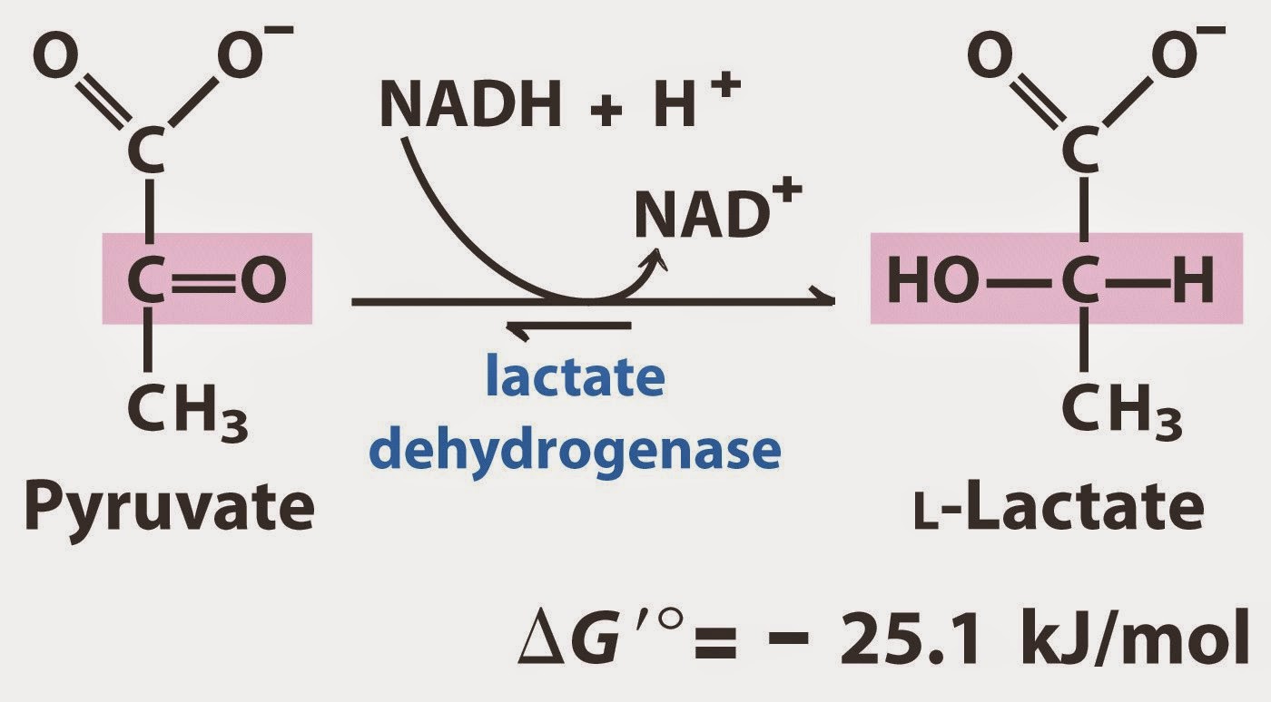 OXIDACIONES BIOLÓGICAS (Cuestionario fecha: 21-28 agosto, 2016) Lactato%2Bdeshidrogenasa