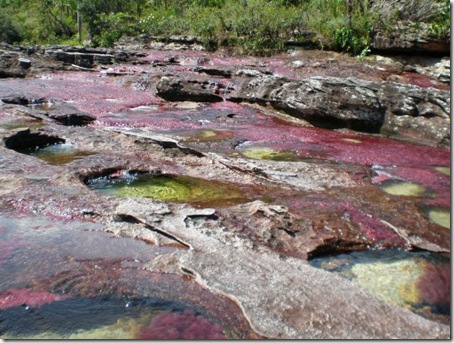  من أجمل الانهار وأروعها نهر كانو كريستال  Canocristales9-thumb