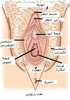 ما المسافة بين غشاء البكارة والسطح الخارجى للجسم Vagina6