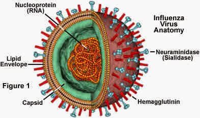 *** Sperem *** 11th sezione _ - Pagina 29 I%2BVirus%2BStructure