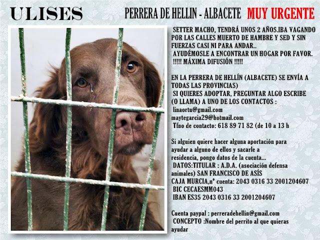 ULISES. Setter de 2 años en Hellin ( Albacete ) (PE) ULISES