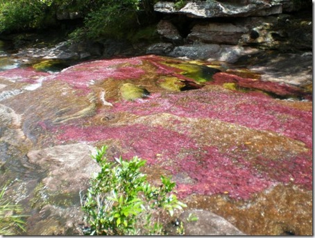 من أجمل الانهار وأروعها نهر كانو كريستال Canocristales10-thumb