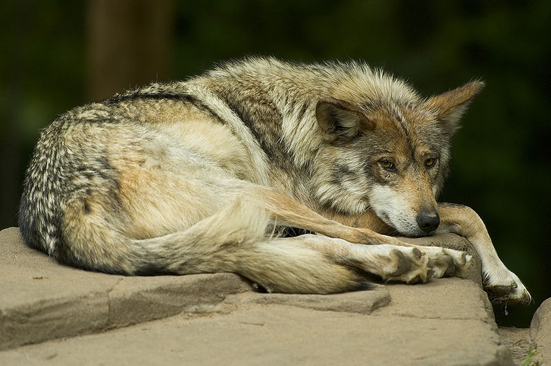 Kahi Black ~  Only girl in the world  800px-Mexican_wolf_lounging