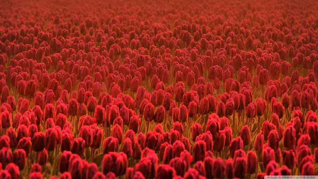 Ảnh đẹp cuộc sống: Bộ hình nền đẹp về cánh đồng hoa Tulip 12