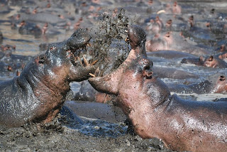 عائله فرس النهر Hippo_fight