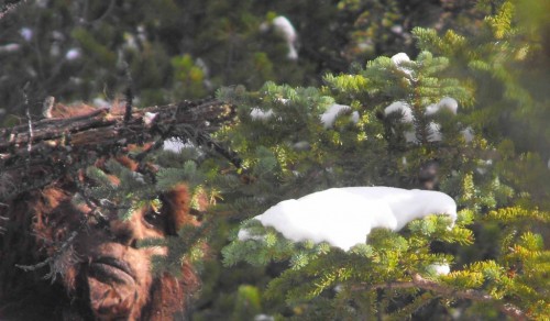 Il assure avoir rencontré le Sasquatch Oldbullshit