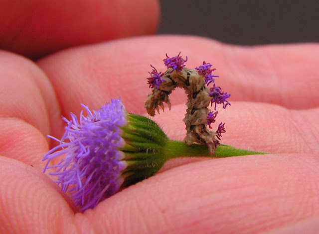 دودة كاتر بيلر Wavy-lined-emerald-moth-camouflaged-looper-caterpillar-with-flowers-on-back-2