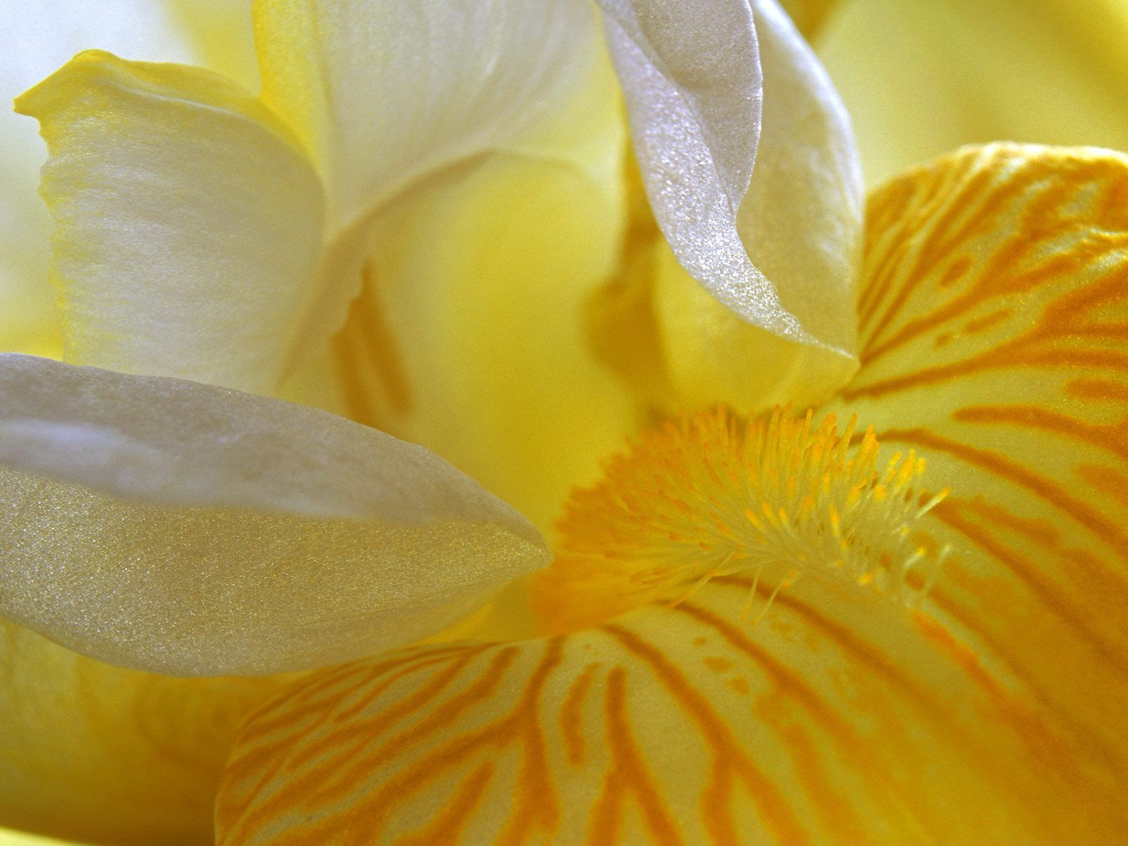 மஞ்சள் மலர்கள். Yellow-iris-wallpapers_12862_1600x1200