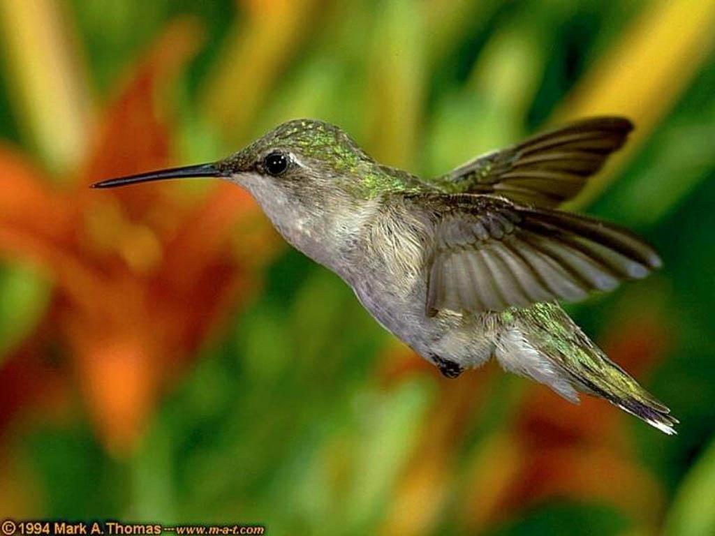 Taller de aves - Página 3 Pajaro-En-Vuelo