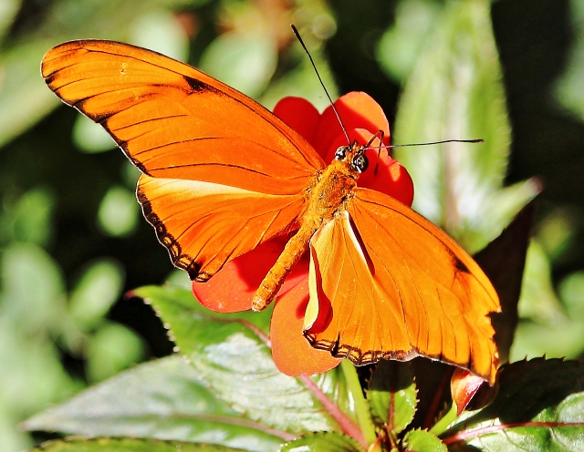 *** LAS MARIPOSAS DEL RINCON DE ENERI *** - Página 22 Mariposario-benalmadena-14