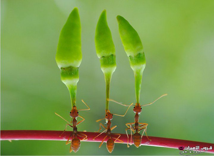 صــور - مجموعة من النمل تتعاون للوصول إلى النبات =) 2