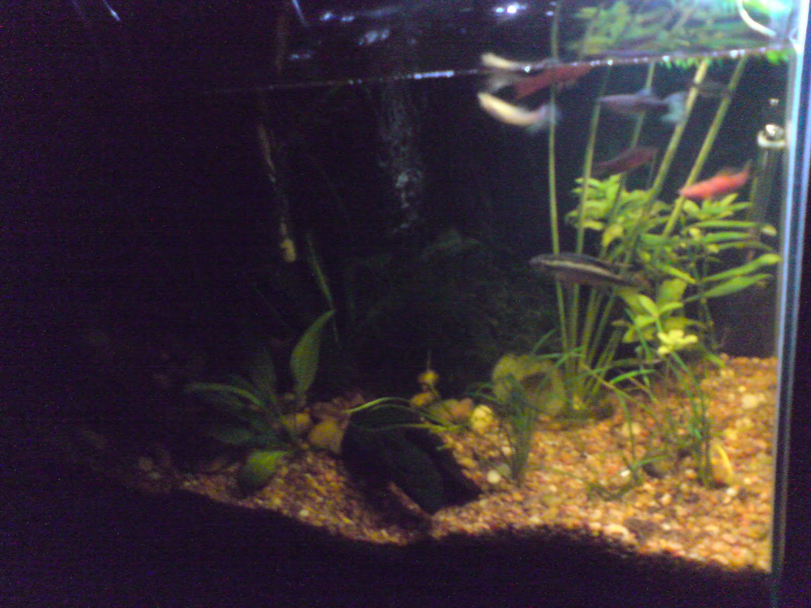 Hola, me precento a mi y a mi acuario :) Acuario-07-LPD