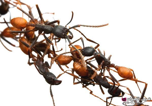 تأمل هذه القوة الخارقة التي يتمتع بها النمل .سبحان الله 5