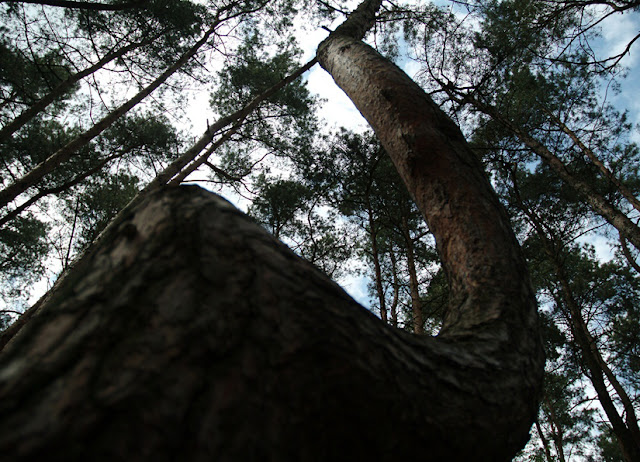 صـــــور : غابة الأشجار المعقوفة في بولندا ... لغز حير العلماء لسنين Crooked-tree