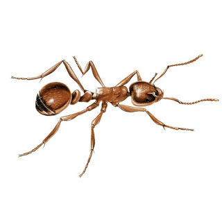 تأملات في النمل  10-things-about-ants-you-didn_t-know